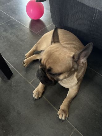 Französische Bulldogge Dame