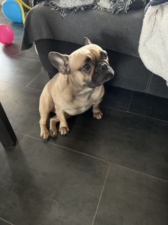 Französische Bulldogge Dame