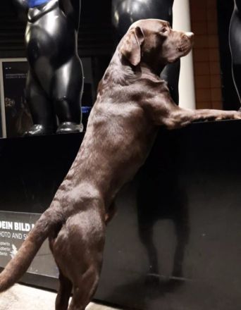 Deckrüde, Labrado Retriever, Showlinie, schokobraun - kein Verkauf