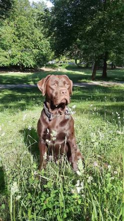 Deckrüde, Labrado Retriever, Showlinie, schokobraun - kein Verkauf