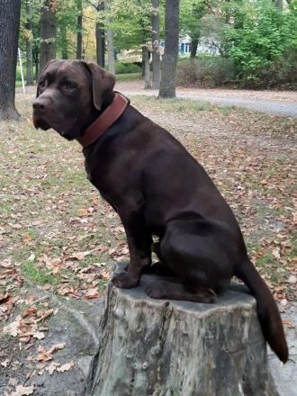 Deckrüde, Labrado Retriever, Showlinie, schokobraun - kein Verkauf