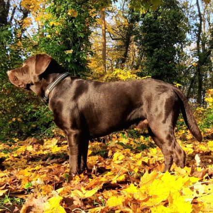 Deckrüde, Labrado Retriever, Showlinie, schokobraun - kein Verkauf