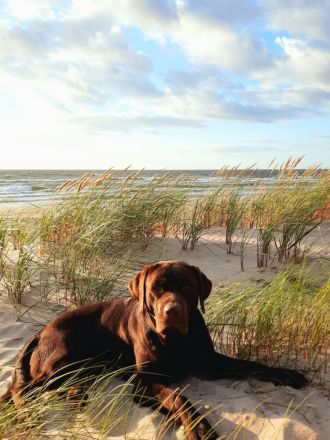 Deckrüde, Labrado Retriever, Showlinie, schokobraun - kein Verkauf