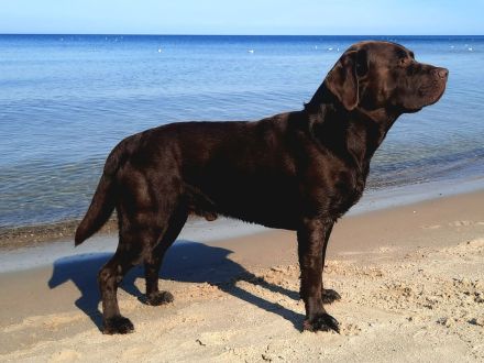 Deckrüde, Labrado Retriever, Showlinie, schokobraun - kein Verkauf