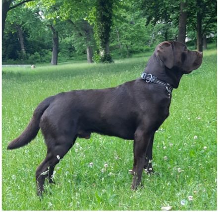 Deckrüde, Labrado Retriever, Showlinie, schokobraun - kein Verkauf