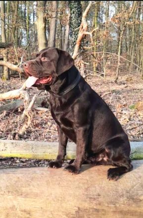Deckrüde, Labrado Retriever, Showlinie, schokobraun - kein Verkauf