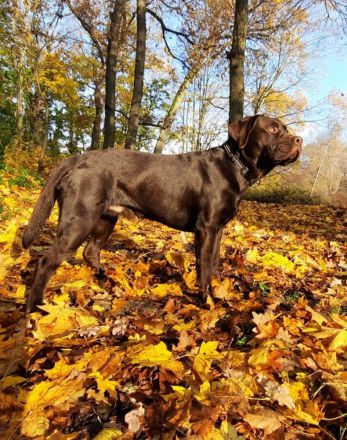 Deckrüde, Labrado Retriever, Showlinie, schokobraun - kein Verkauf