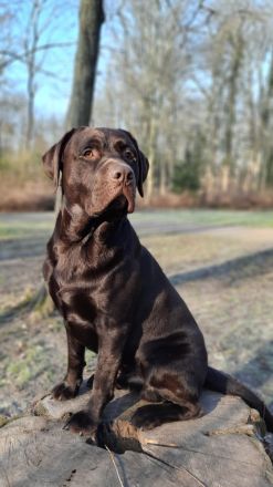 Deckrüde, Labrado Retriever, Showlinie, schokobraun - kein Verkauf