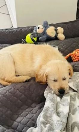 Golden Retriever (Deckrüde)