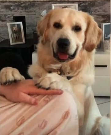 Golden Retriever (Deckrüde)