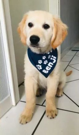 Golden Retriever (Deckrüde)