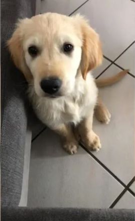 Golden Retriever (Deckrüde)