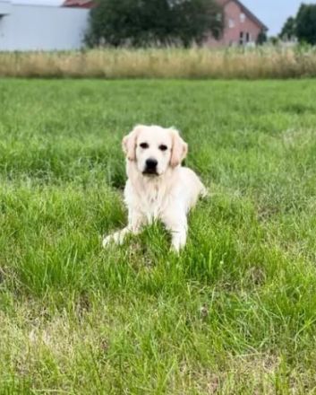 Golden Retriever (Deckrüde)