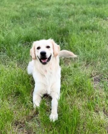 Golden Retriever (Deckrüde)