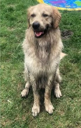 Golden Retriever (Deckrüde)