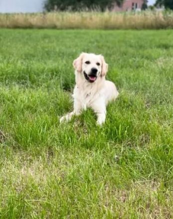 Golden Retriever (Deckrüde)