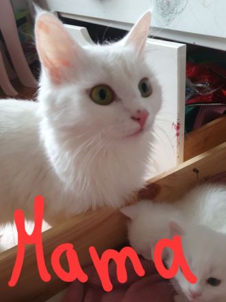 3 wunderschöne weiße kitten