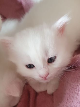 3 wunderschöne weiße kitten