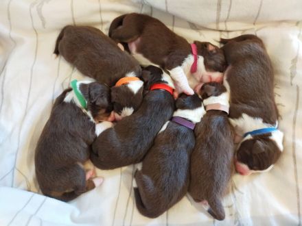 Australian Shepherd Welpen suchen aktiven Partner/in