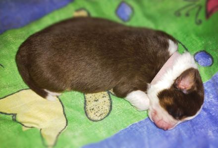 Australian Shepherd Welpen suchen aktiven Partner/in