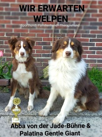 Australian Shepherd Welpen suchen aktiven Partner/in