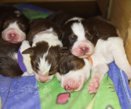 Australian Shepherd Welpen suchen aktiven Partner/in