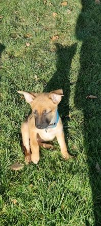 Schäferhundmischlinge