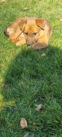 Schäferhundmischlinge