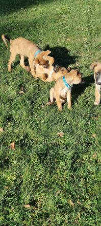 Schäferhundmischlinge