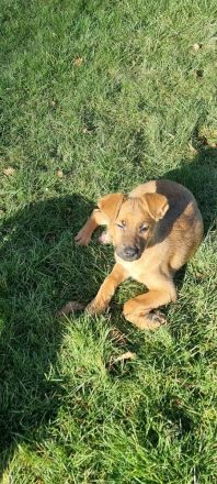 Schäferhundmischlinge