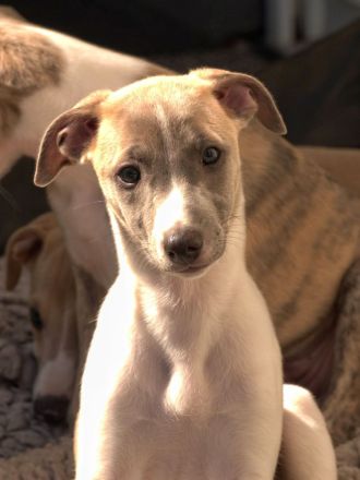 Forever Blue WHIPPETS