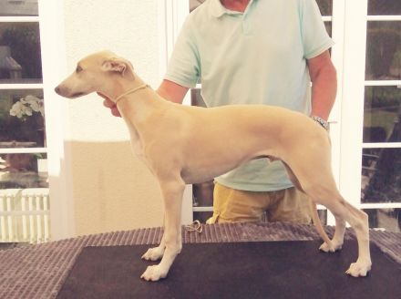 Forever Blue WHIPPETS