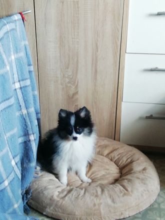 schöne Kleinspitzhündin sucht neues Kuschelkörbchen