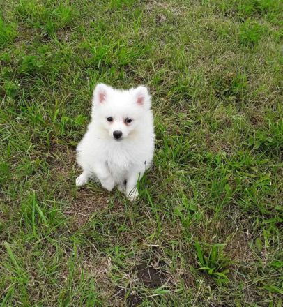 schöne Kleinspitzhündin sucht neues Kuschelkörbchen