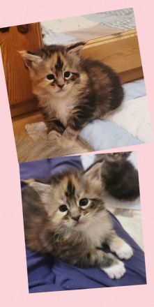 3 zuckersüße Maine Coon Kitten aus seriöser Hobbyzucht