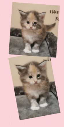 3 zuckersüße Maine Coon Kitten aus seriöser Hobbyzucht