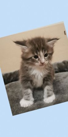 3 zuckersüße Maine Coon Kitten aus seriöser Hobbyzucht
