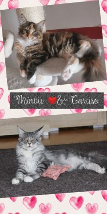 3 zuckersüße Maine Coon Kitten aus seriöser Hobbyzucht