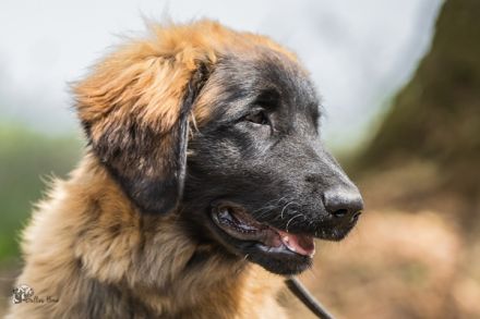 Internationale Doppeltitel - Rassehundeschau in Goslar - Niedersachsen