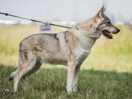 Internationale Doppeltitel - Rassehundeschau in Goslar - Niedersachsen