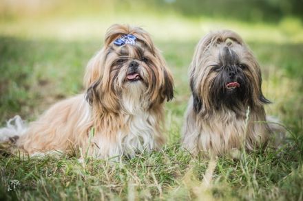 Internationale Doppeltitel - Rassehundeschau in Goslar - Niedersachsen