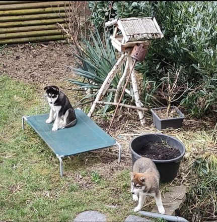 Husky-Golden Retriver-Mix Welpe