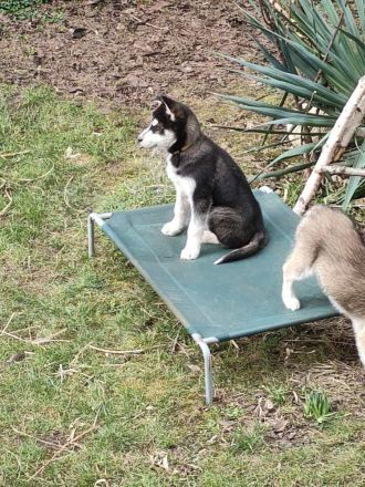 Husky-Golden Retriver-Mix Welpe