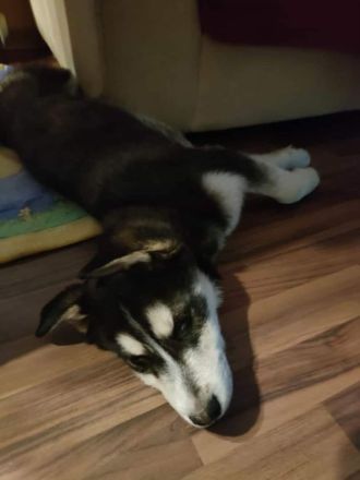 Husky-Golden Retriver-Mix Welpe