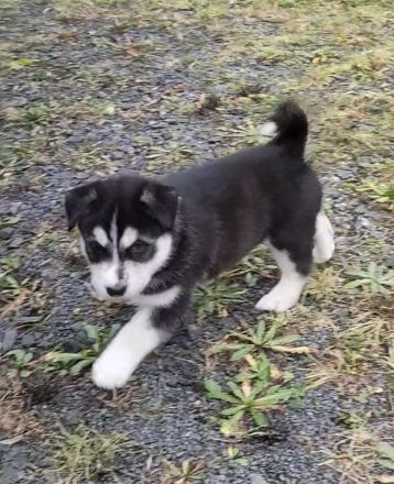 Husky-Golden Retriver-Mix Welpe