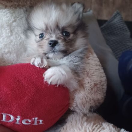 Pomeranian zwergspitz