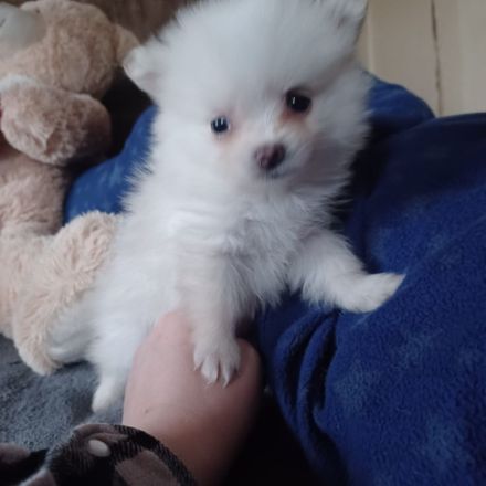 Pomeranian zwergspitz