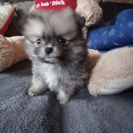 Pomeranian zwergspitz