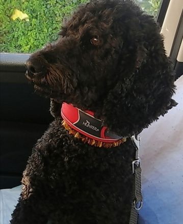 3 Cockerpoo, Cockapoo, Cockerdoodle Babys (F1). Mädchen ist reserviert.