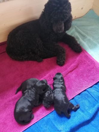 3 Cockerpoo, Cockapoo, Cockerdoodle Babys (F1). Mädchen ist reserviert.